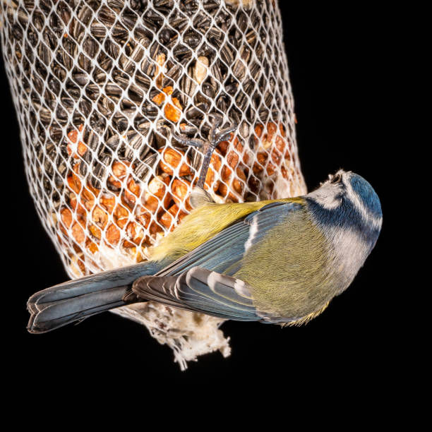 inquadratura ravvicinata di un uccello cinciallegra che tiene su una rete piena di noci e semi. - lifehack foto e immagini stock